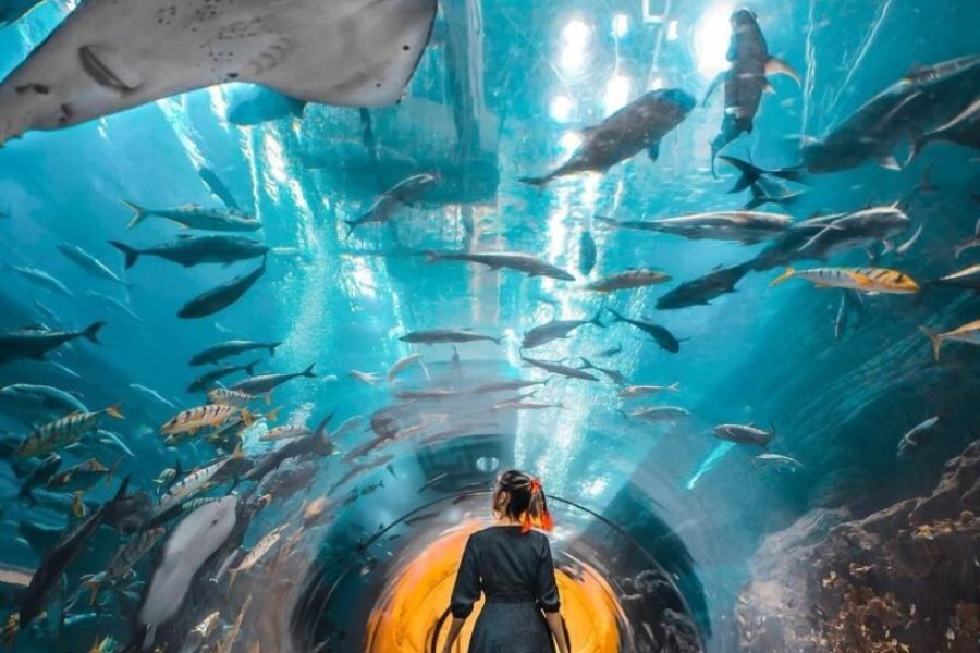 Combo : Museum Of The Future + Dubai Aquarium & Underwater Zoo Tickets